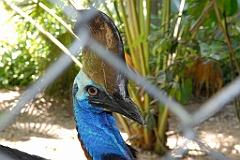 0729 Birdworld Kuranda